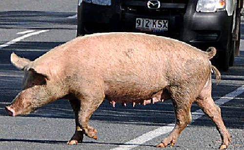 These adventure seeking pigs ran amok yesterday, digging up people’s gardens and eating their plants. But they were lucky not to become bacon as drivers dodged them while they ran along Eel Creek and Glastonbury roads. These adventure seeking pigs ran amok yesterday, digging up people’s gardens and eating their plants. But they were lucky not to become bacon as drivers dodged them while they ran along Eel Creek and Glastonbury roads.